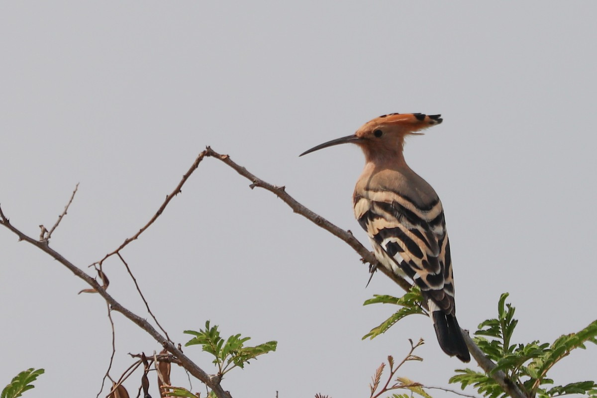 Eurasian Hoopoe - ML214143081