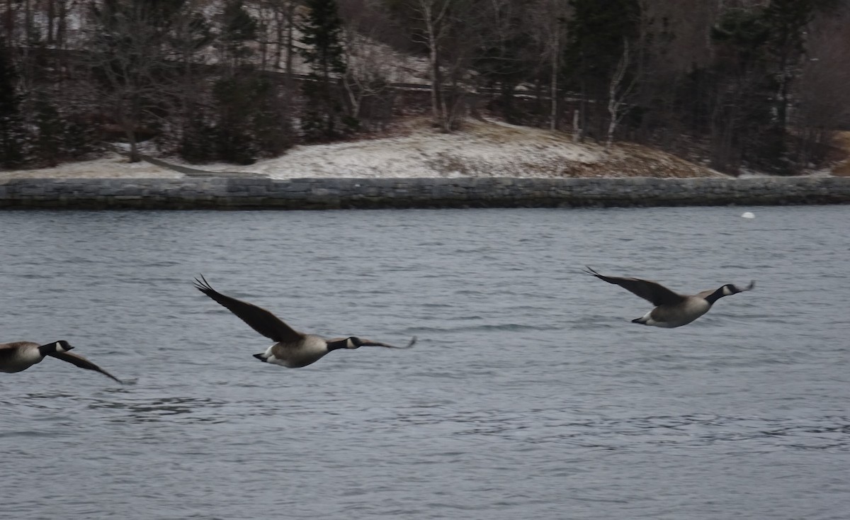 Canada Goose - ML214144271