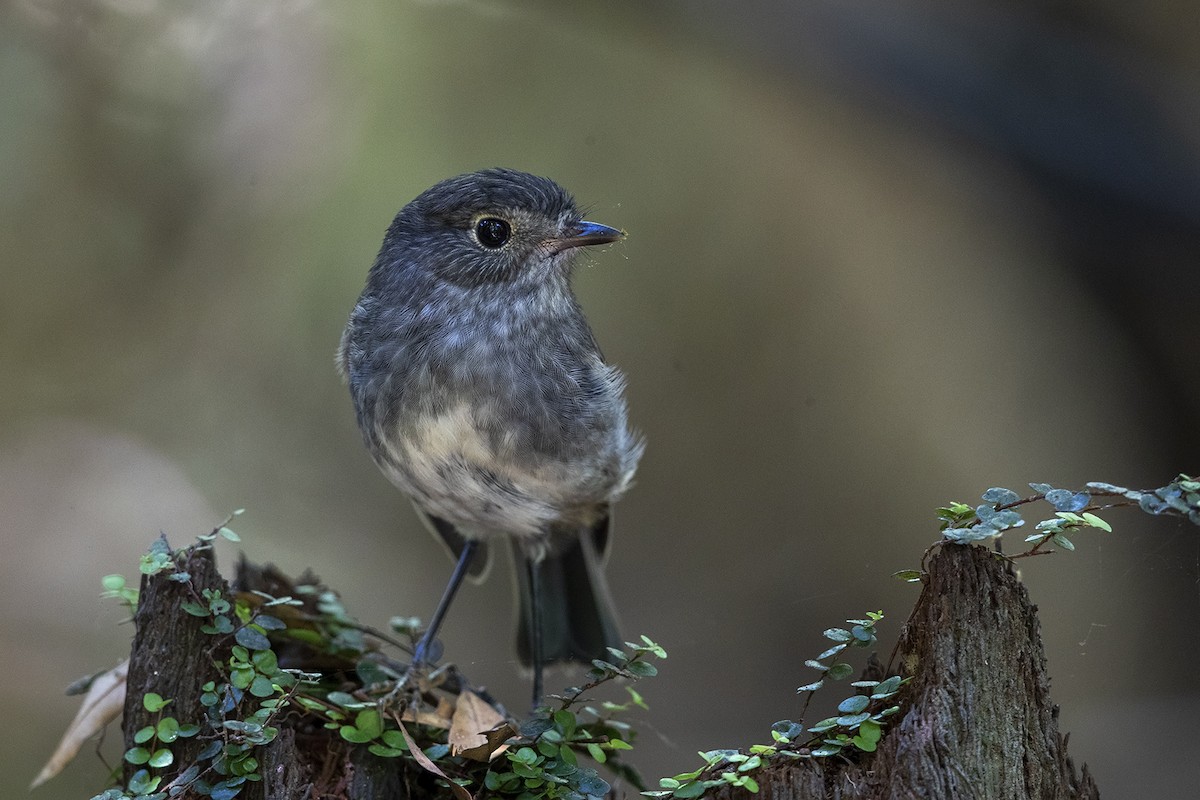 North Island Robin - ML214144571