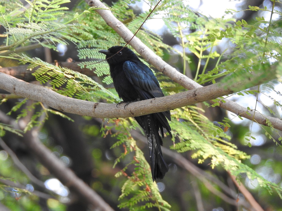 Square-tailed Drongo-Cuckoo - ML214145131