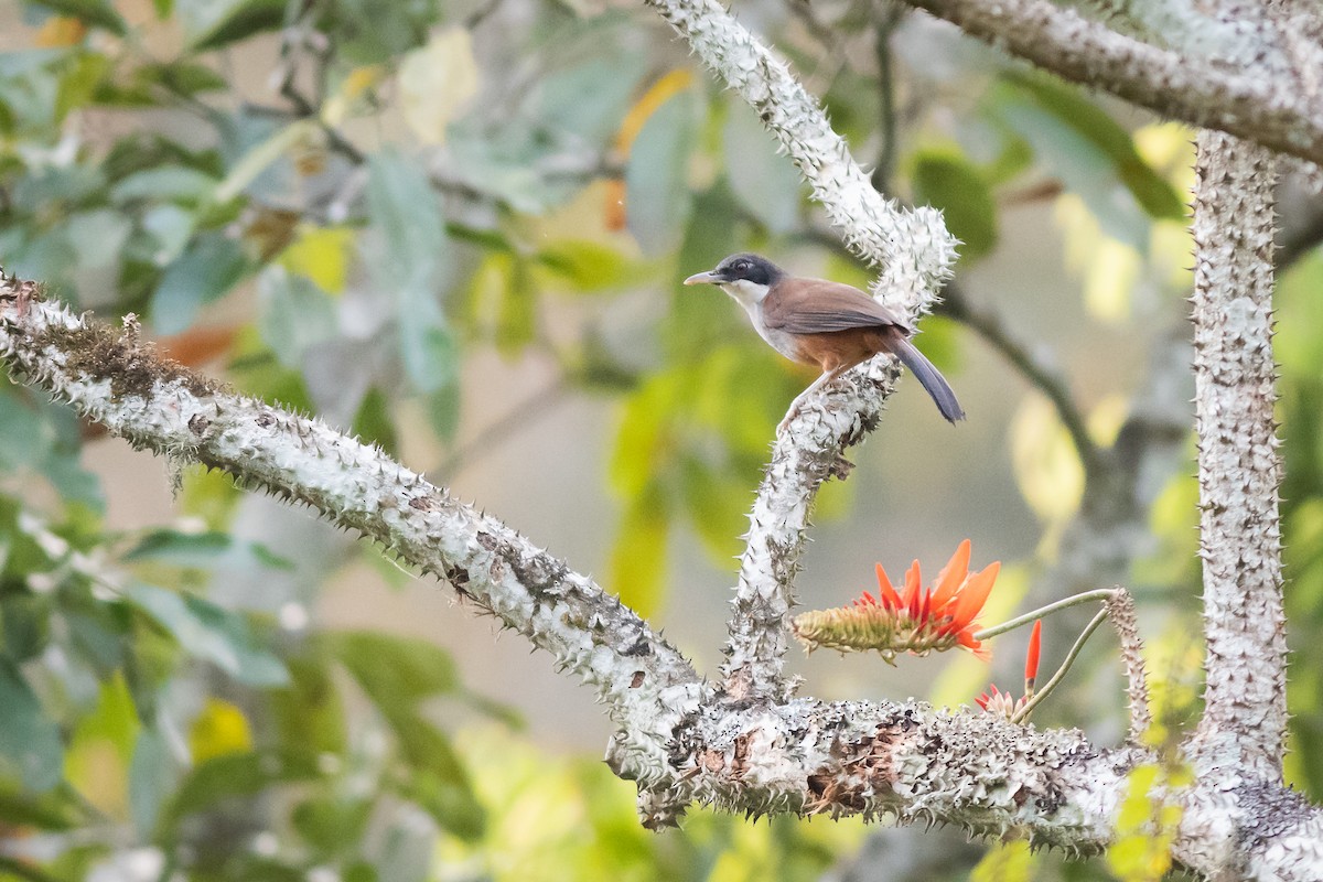 Wayanad Laughingthrush - Charles Thomas