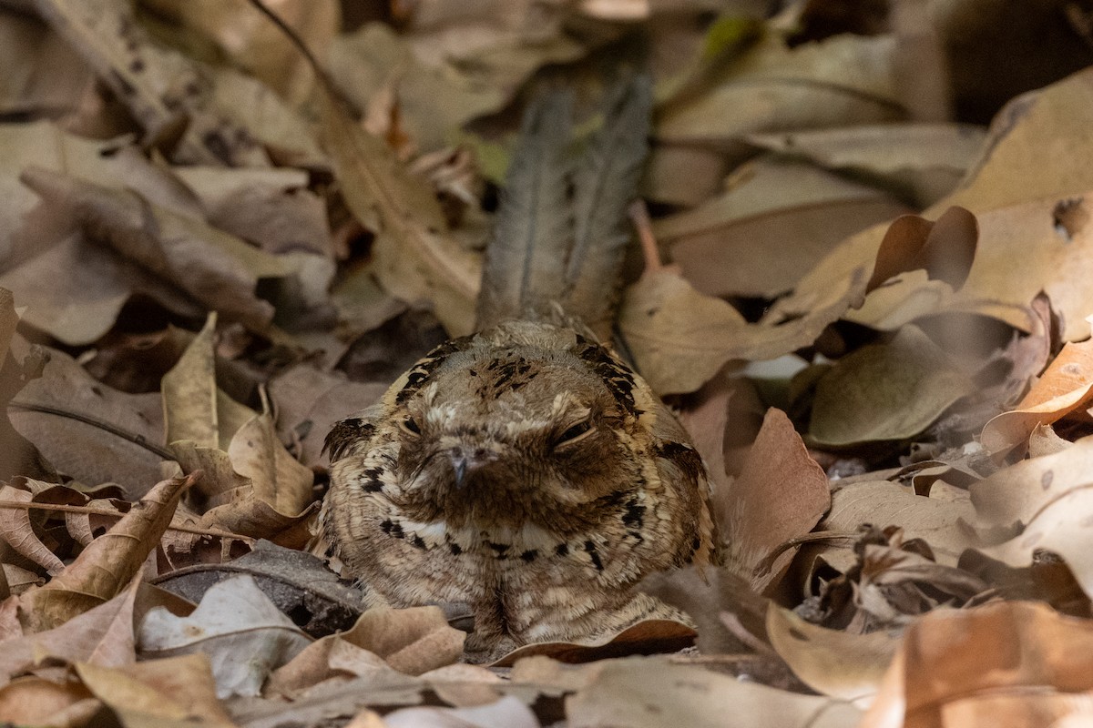 Long-tailed Nightjar - Hans Norelius