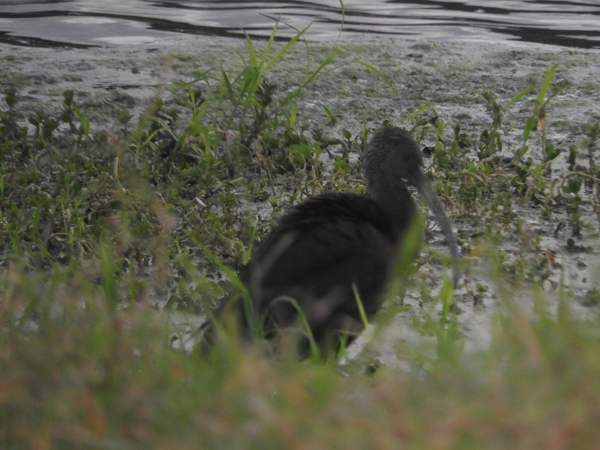White-faced Ibis - ML214148621