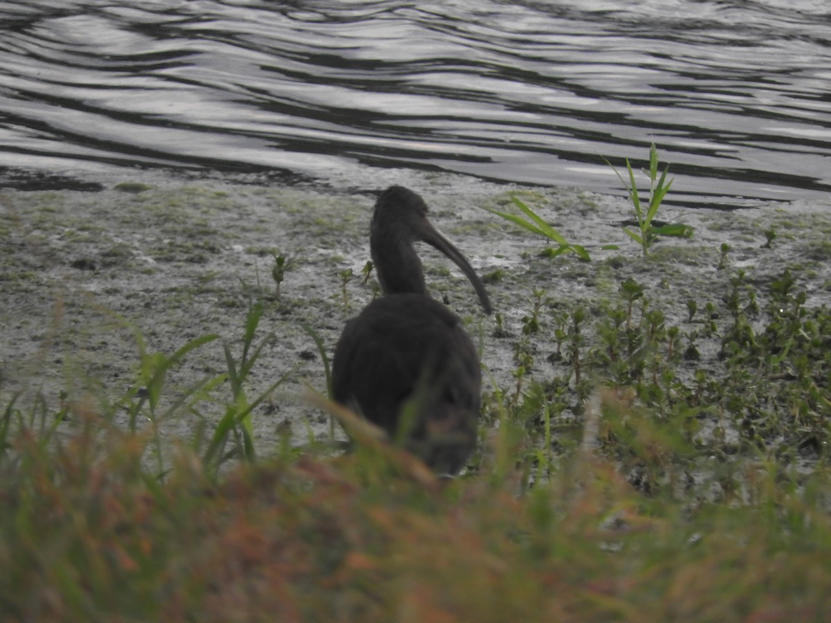 White-faced Ibis - ML214148641