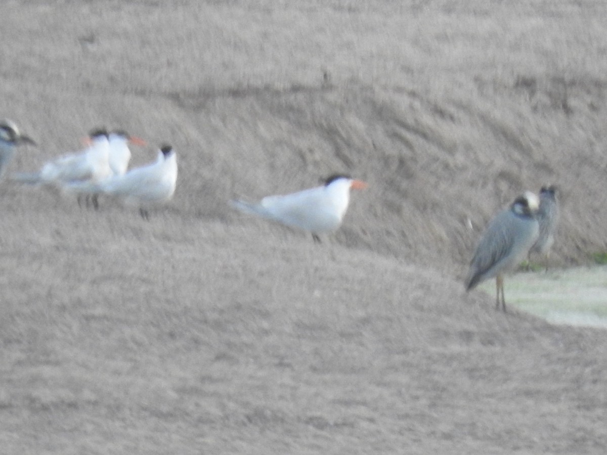 Elegant Tern - ML214148881