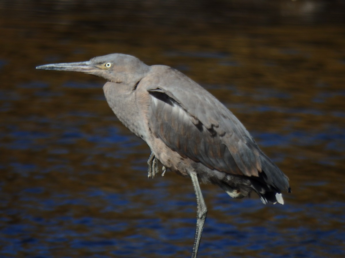 Reddish Egret - Melissa Okimoto