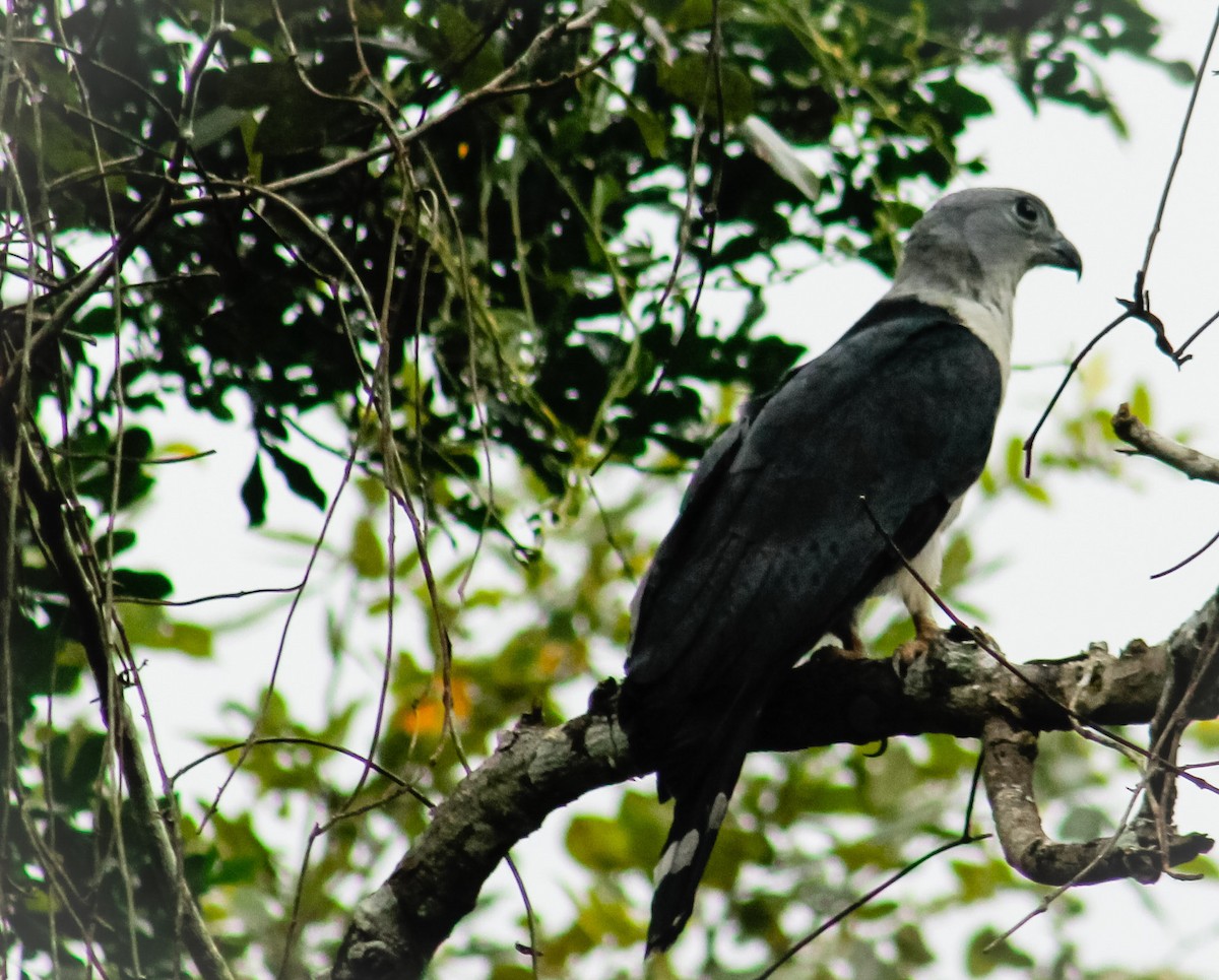 Gray-headed Kite - Alex Cermeno