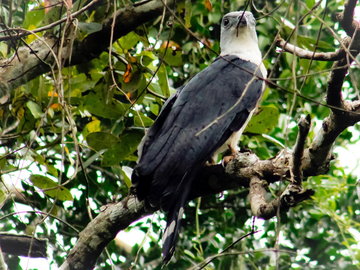 Gray-headed Kite - Alex Cermeno