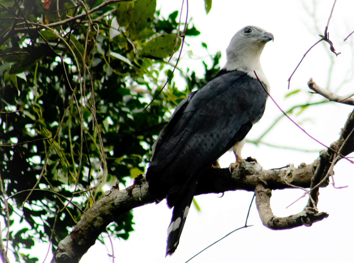 Gray-headed Kite - ML214150571