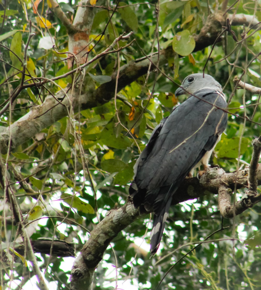 Gray-headed Kite - ML214150581