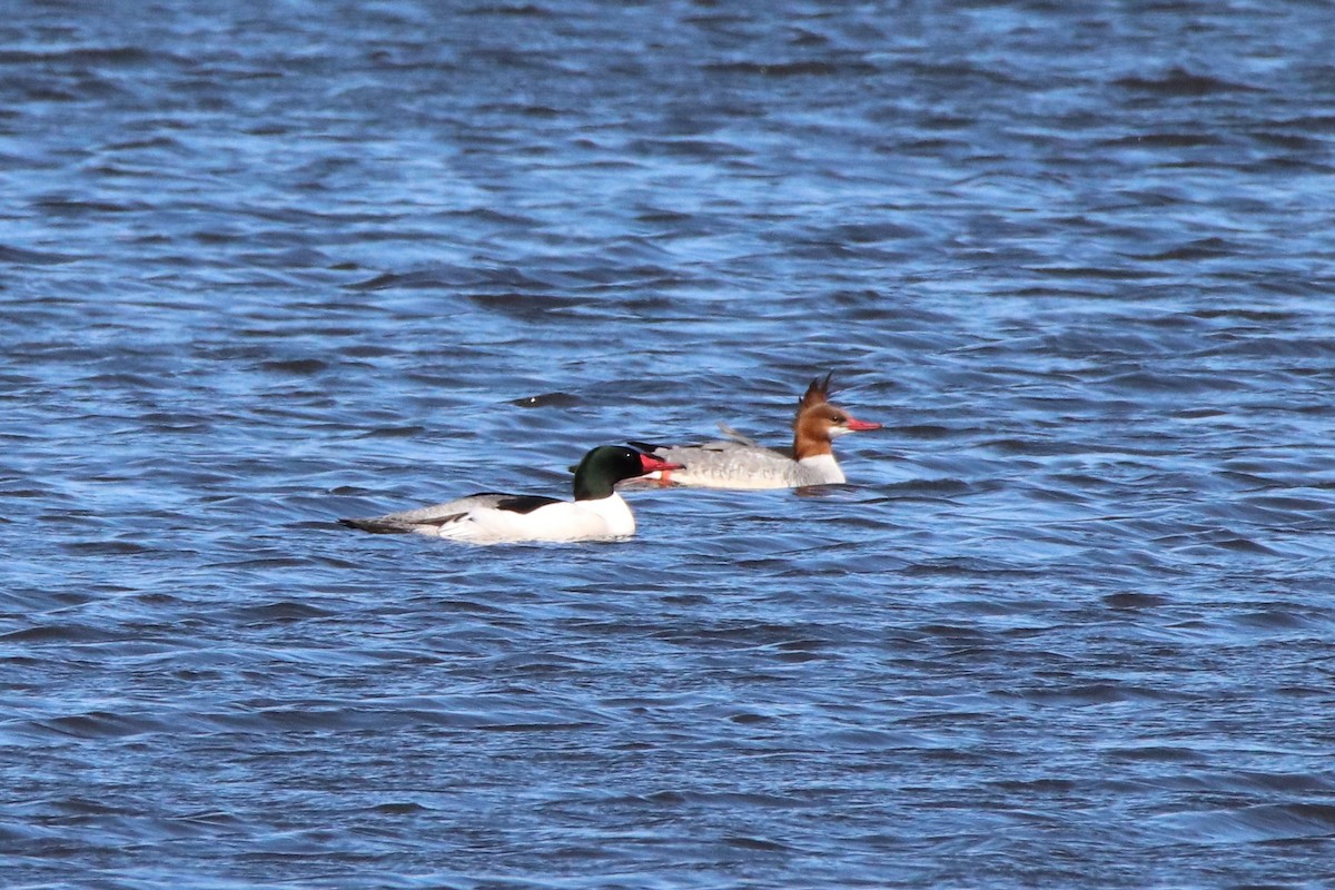 Common Merganser - ML214151591