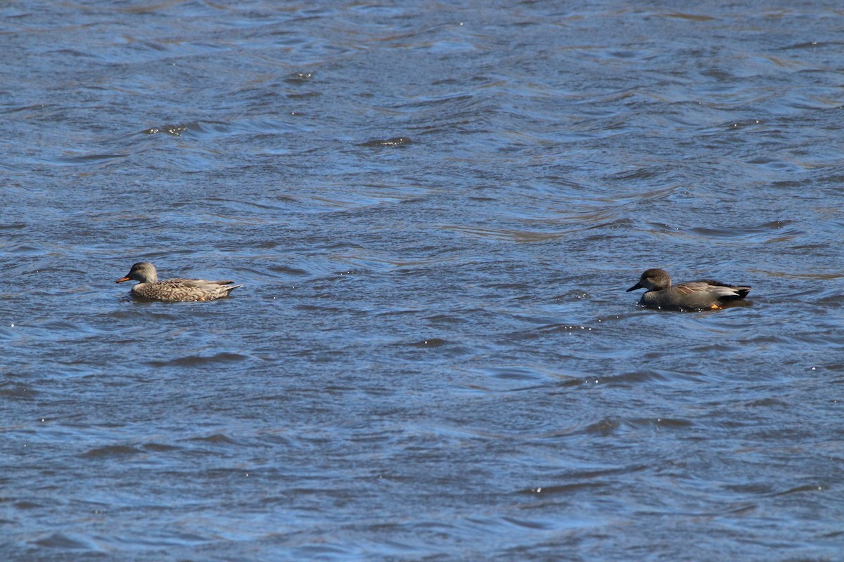 Gadwall - ML214151601