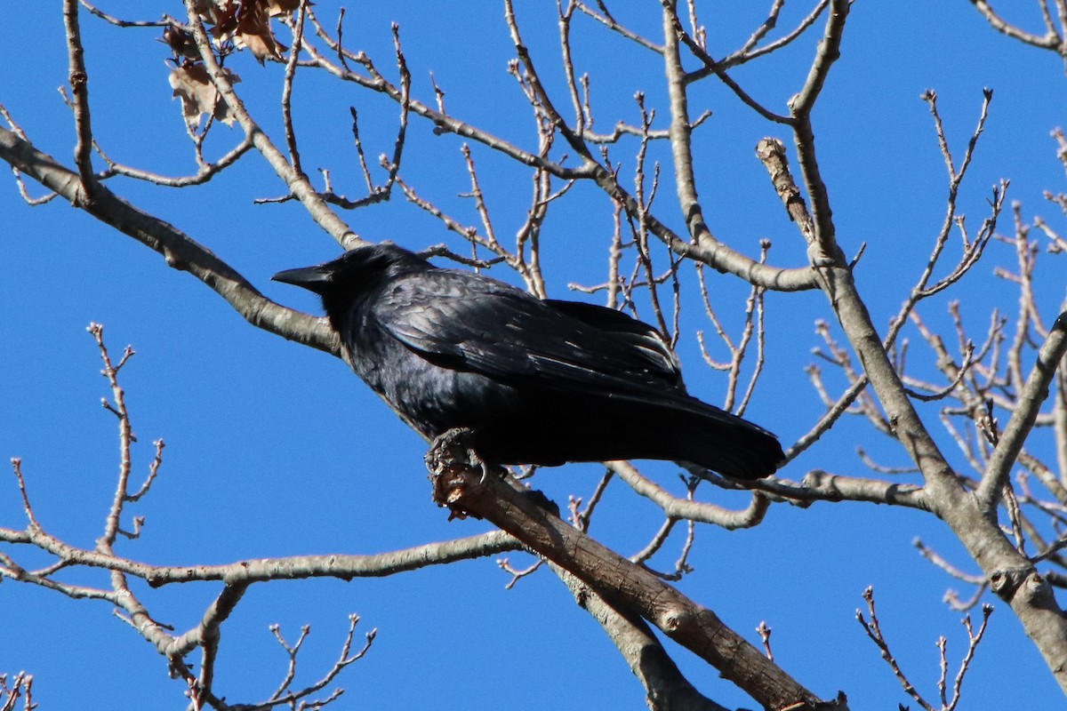 American Crow - ML214152011