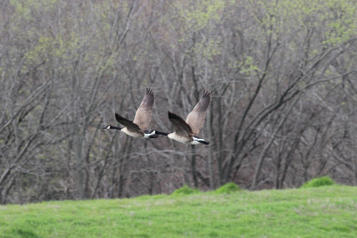 Canada Goose - ML214152671