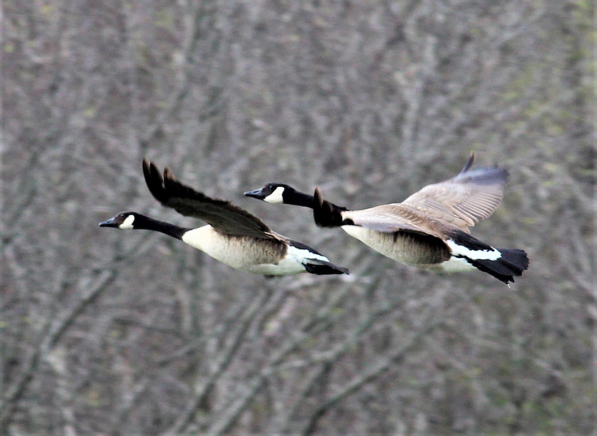 Canada Goose - ML214152731