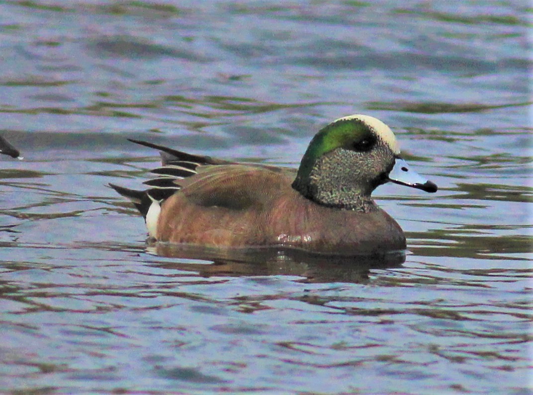 American Wigeon - ML214152781