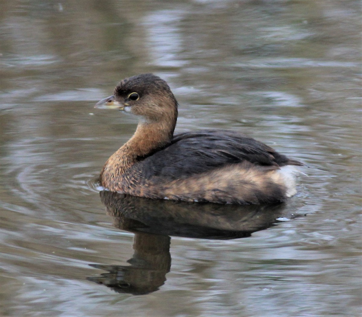 Pied-billed Grebe - Mike Riley