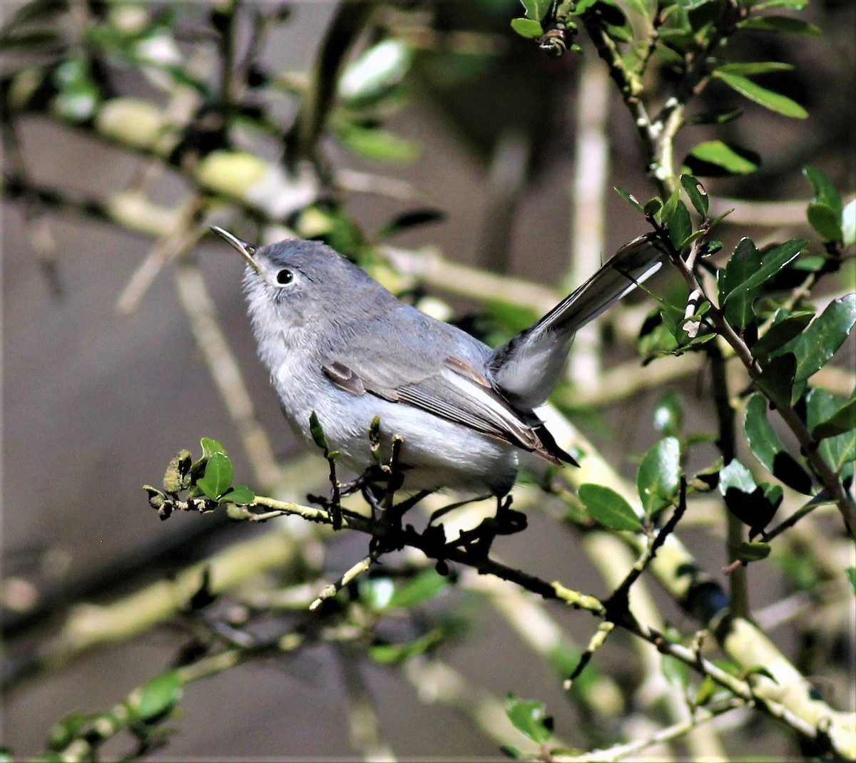 Blue-gray Gnatcatcher - ML214153401