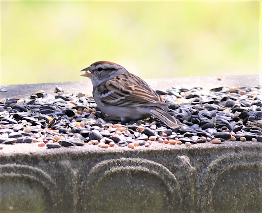 Chipping Sparrow - ML214153651