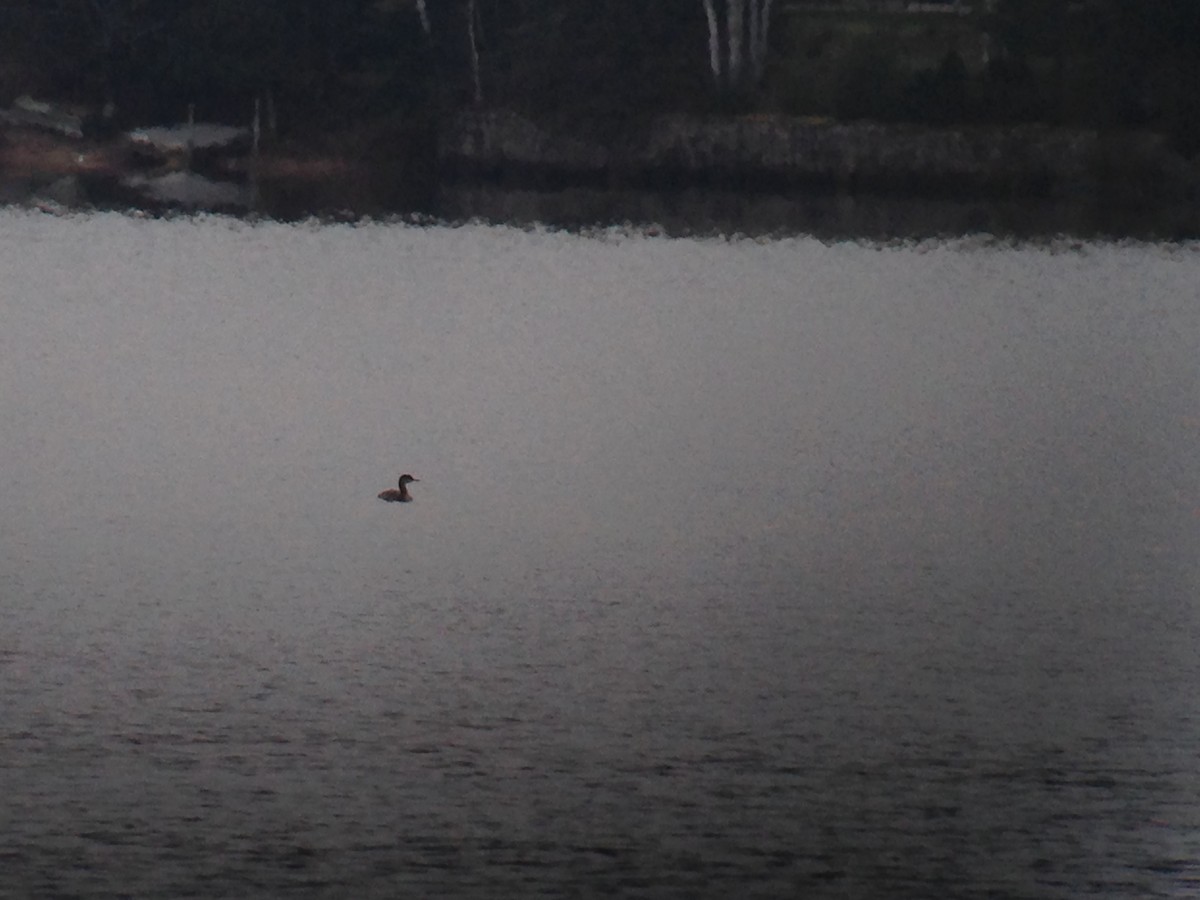 Red-necked Grebe - Marshall Iliff