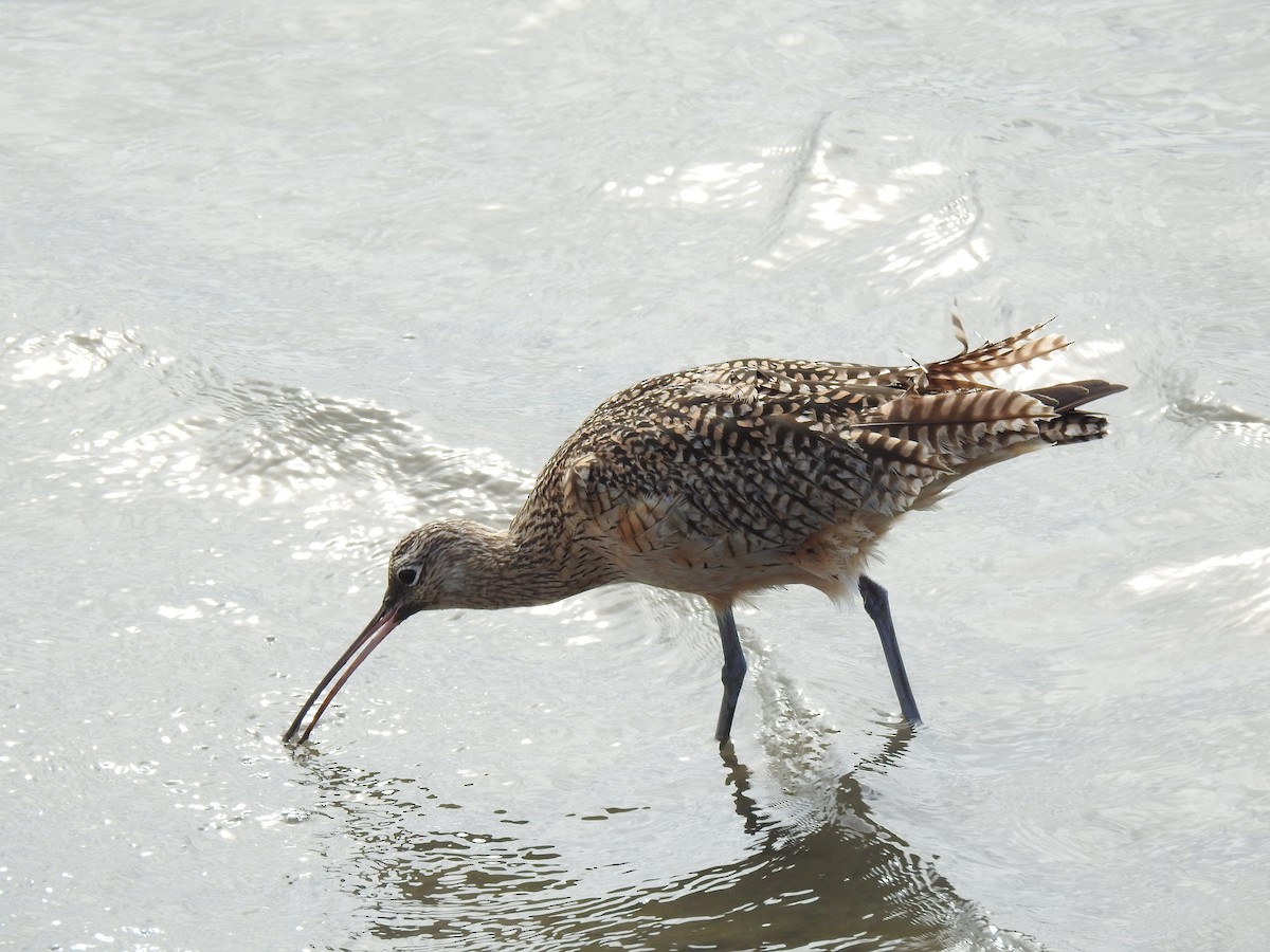 Long-billed Curlew - ML214154881