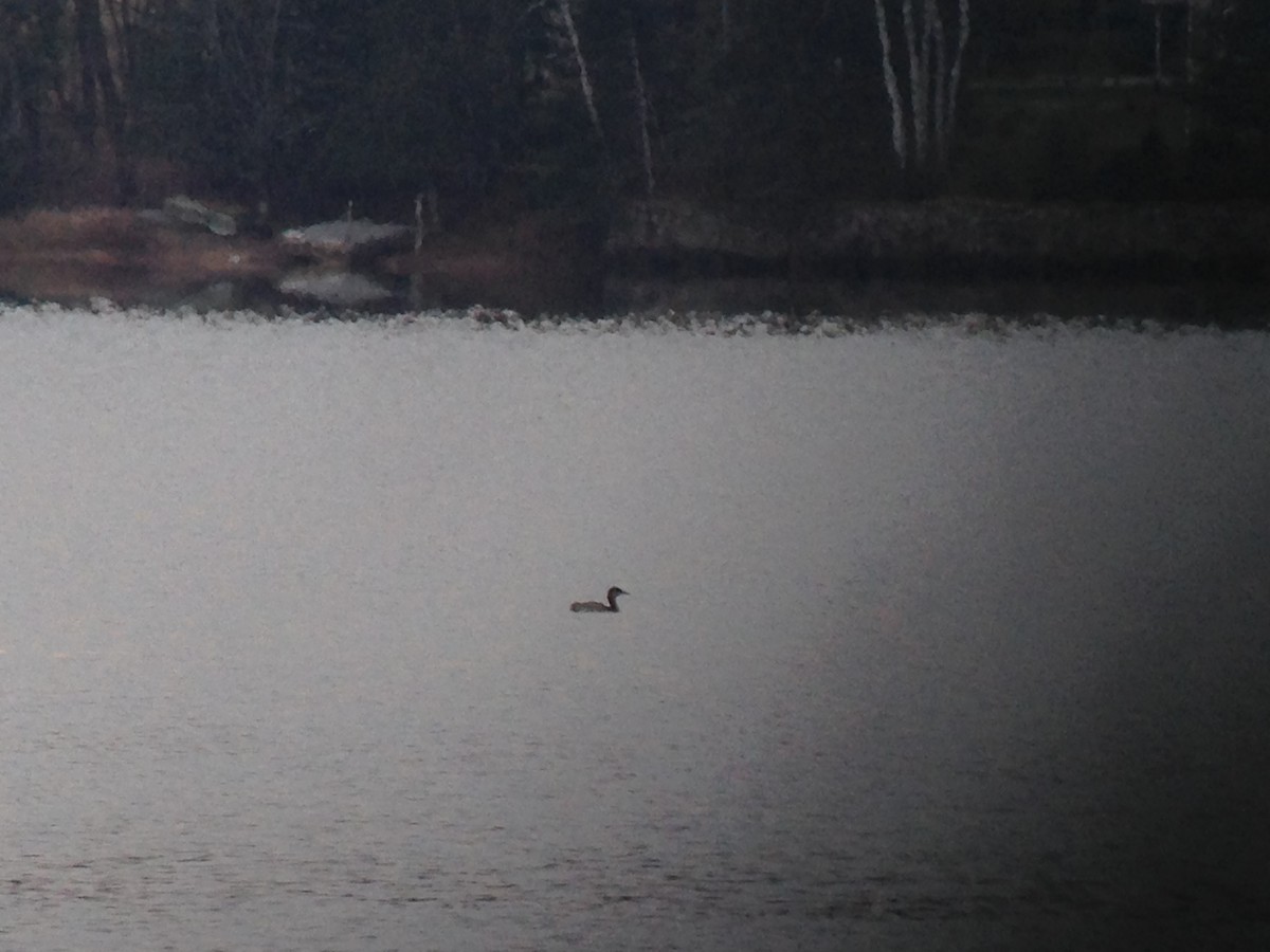 Red-necked Grebe - Marshall Iliff