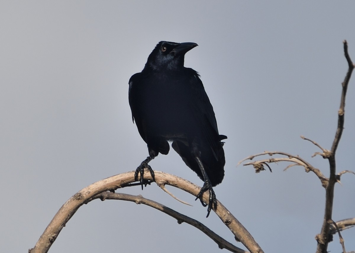Great-tailed Grackle - ML214155011