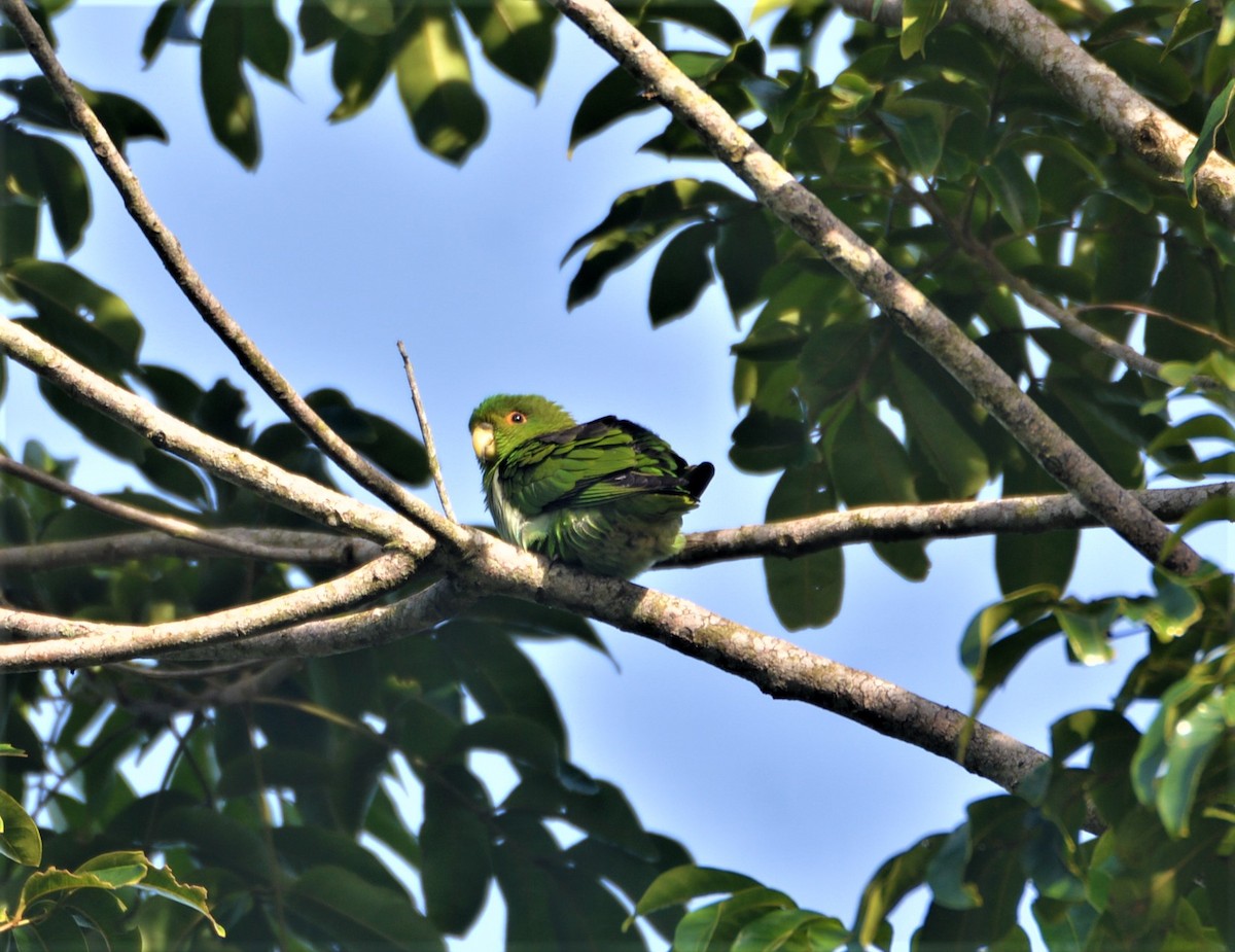 Brown-backed Parrotlet - Fabio Barata