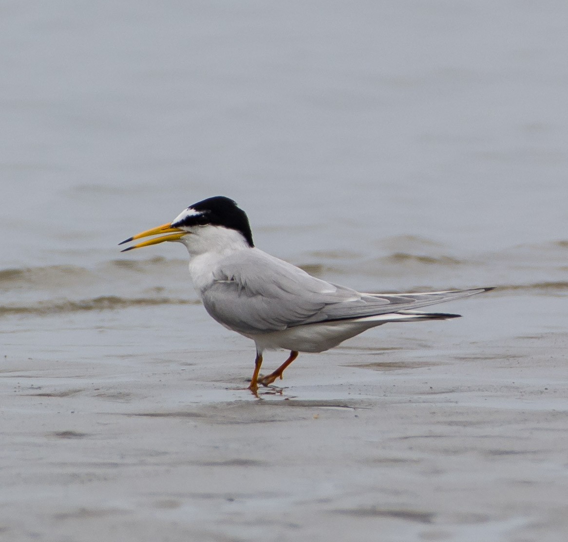 Little Tern - SWARUP SAHA