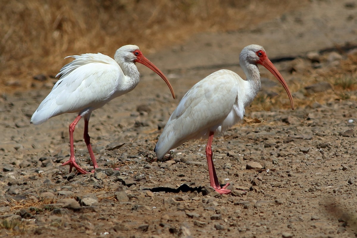 ibis bílý - ML214159081