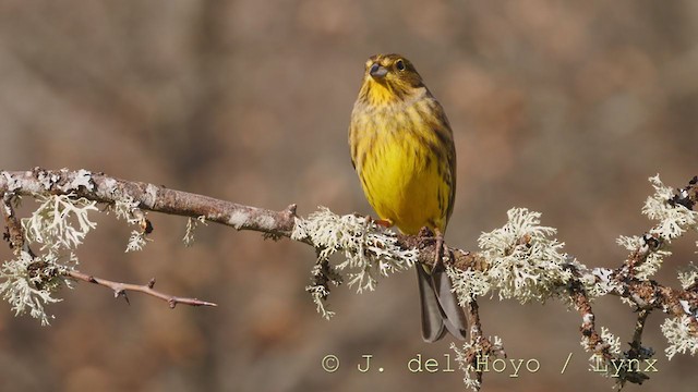 Yellowhammer - ML214160971