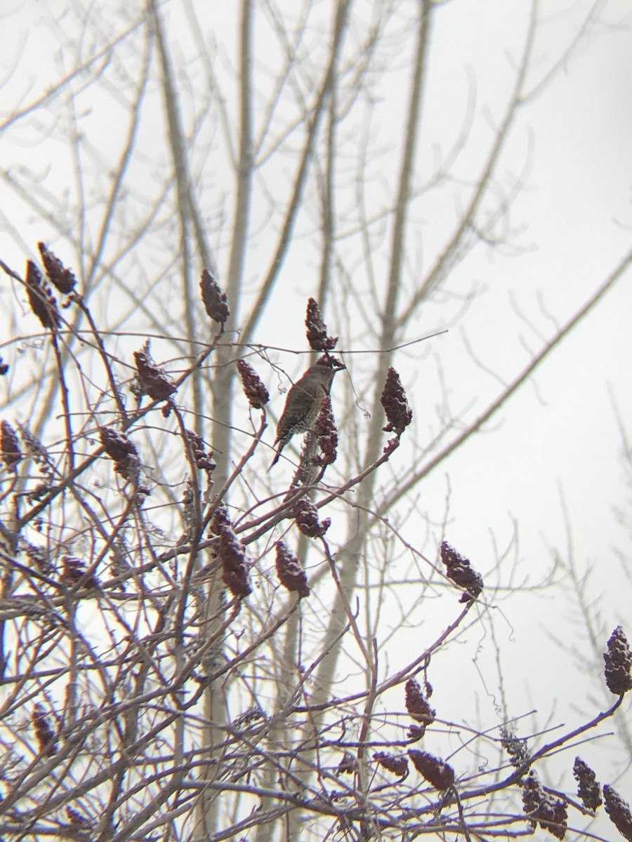 Northern Flicker - ML214161491