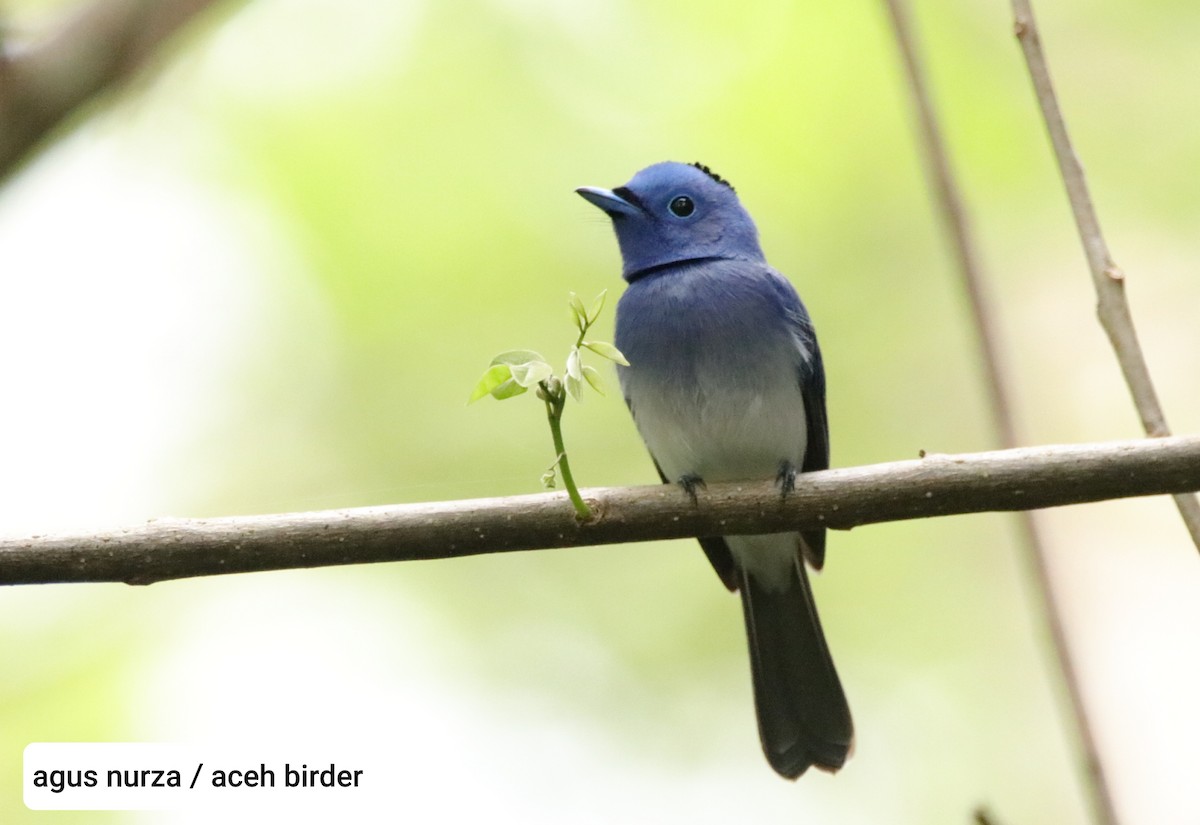 Black-naped Monarch - ML214162681