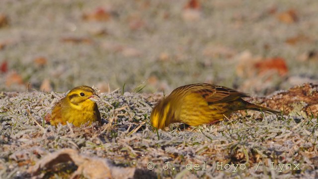 Yellowhammer - ML214163401