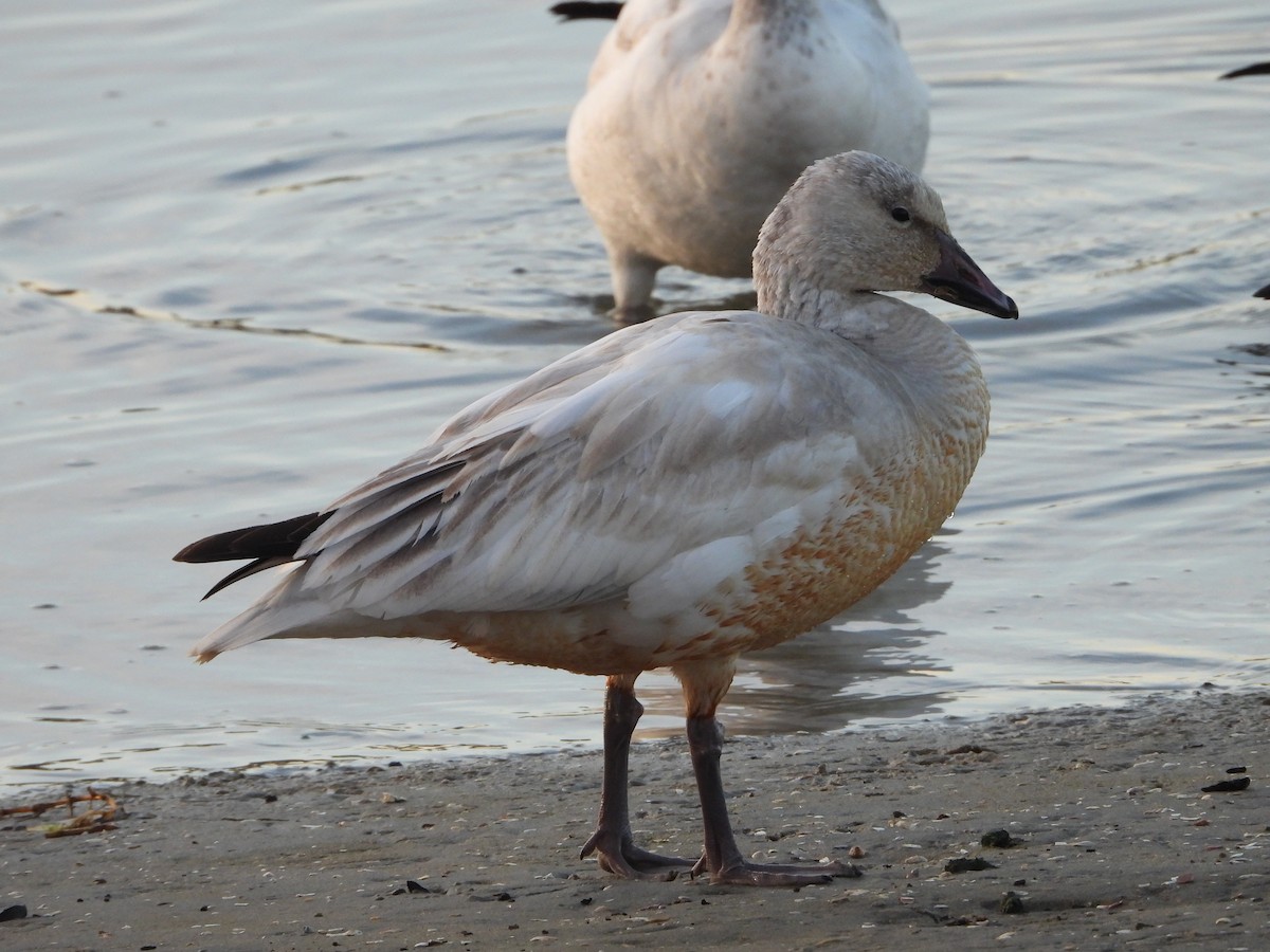 Snow Goose - Ananth Ramaswamy