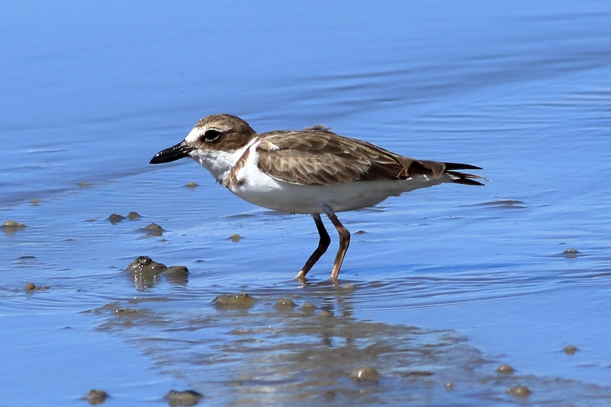 Wilson's Plover - ML214166011