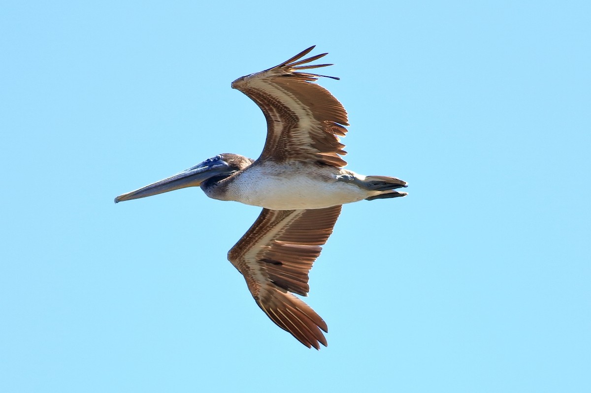 pelikán hnědý - ML214166041