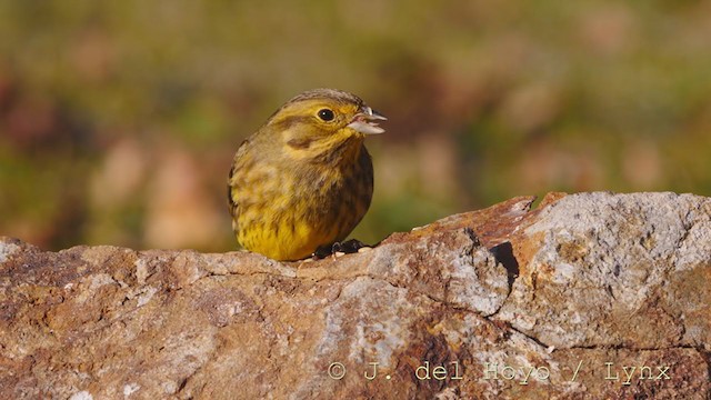 Yellowhammer - ML214167421