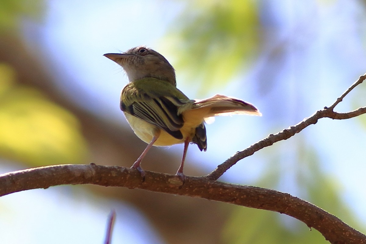 Yellow-olive Flatbill - ML214167571