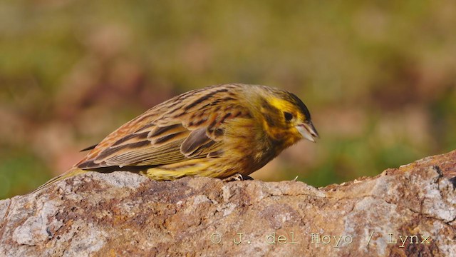 Yellowhammer - ML214169331