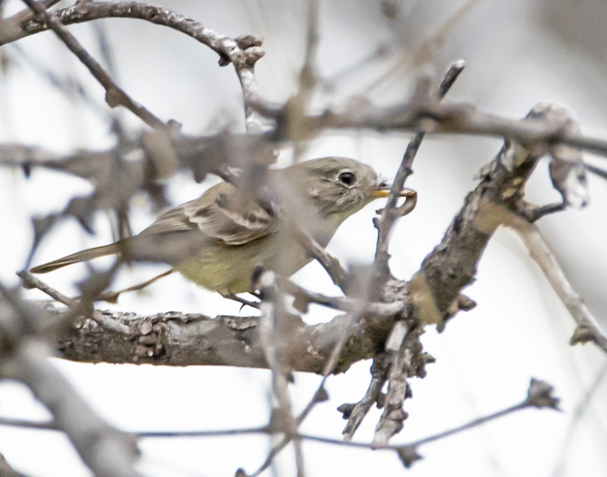 Gray Flycatcher - james poling