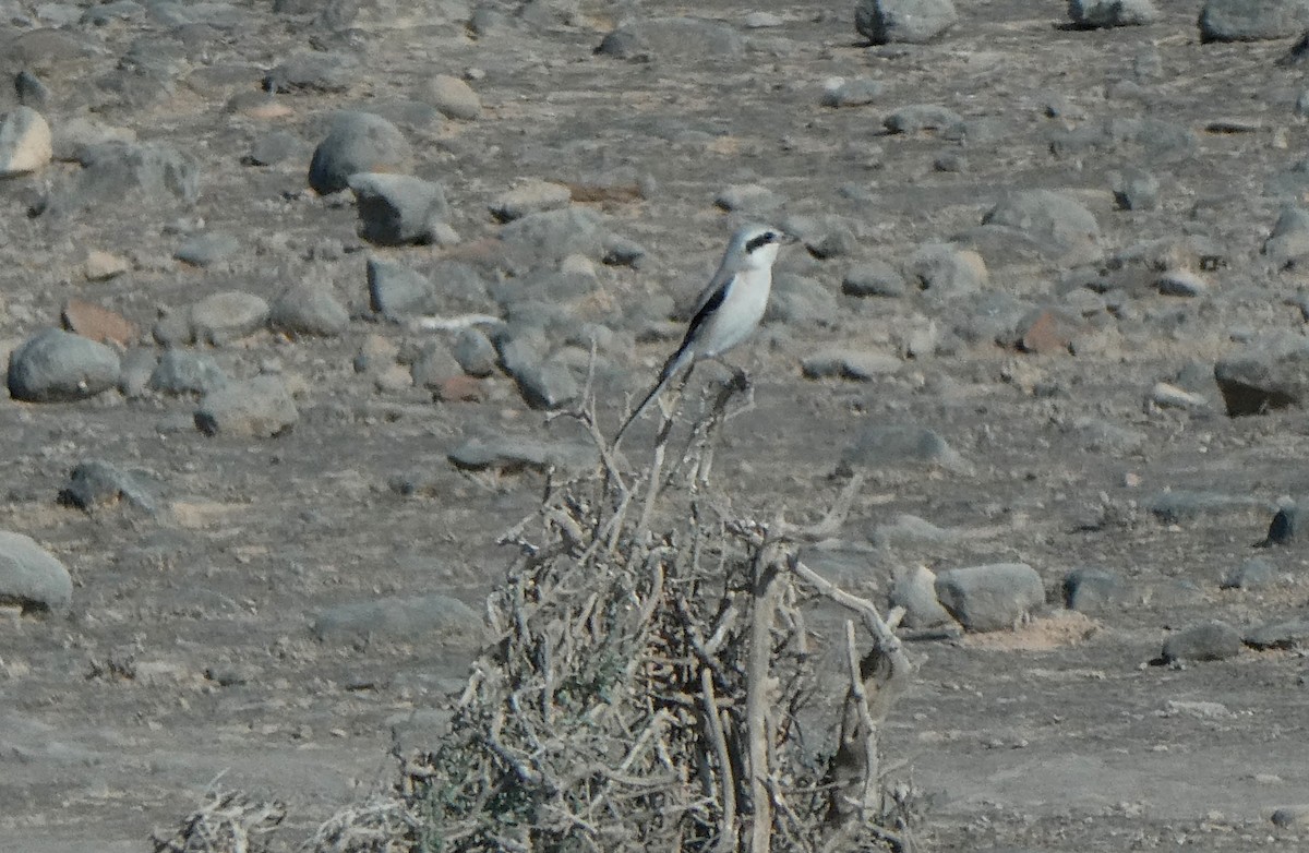 Great Gray Shrike - Berty & Ernst Haueter