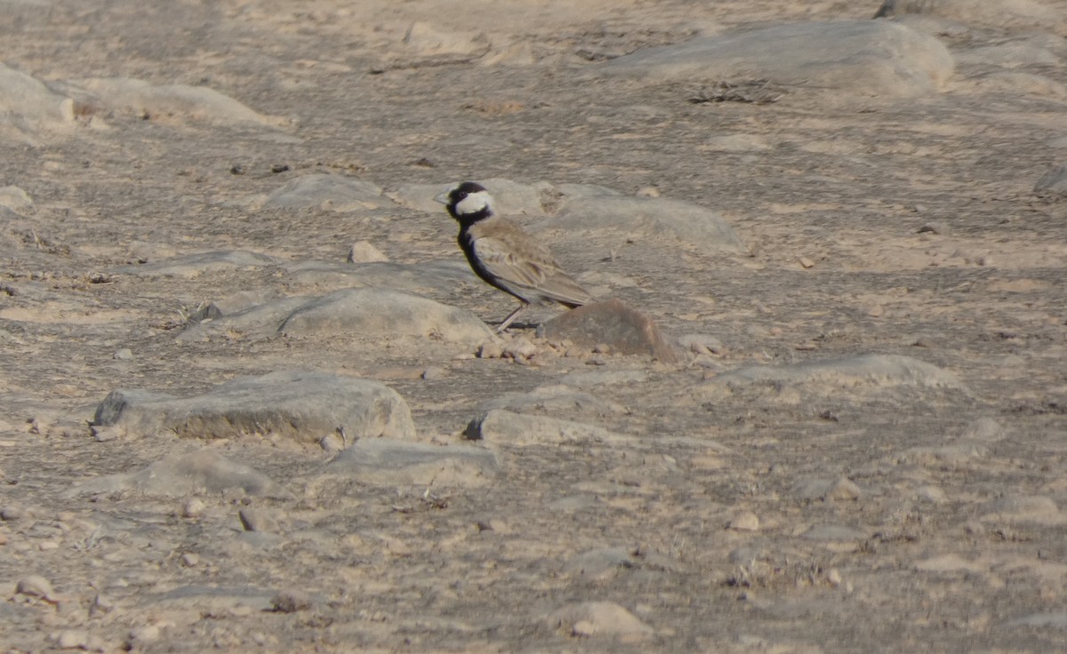 Black-crowned Sparrow-Lark - Berty & Ernst Haueter