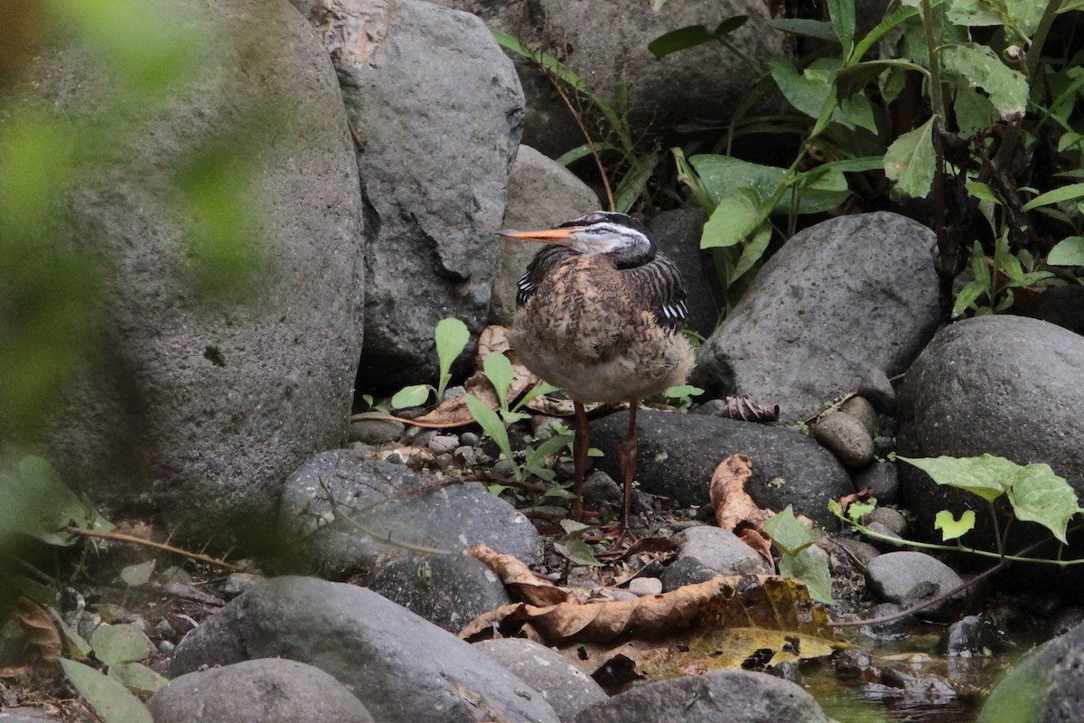 Sunbittern - ML214170641