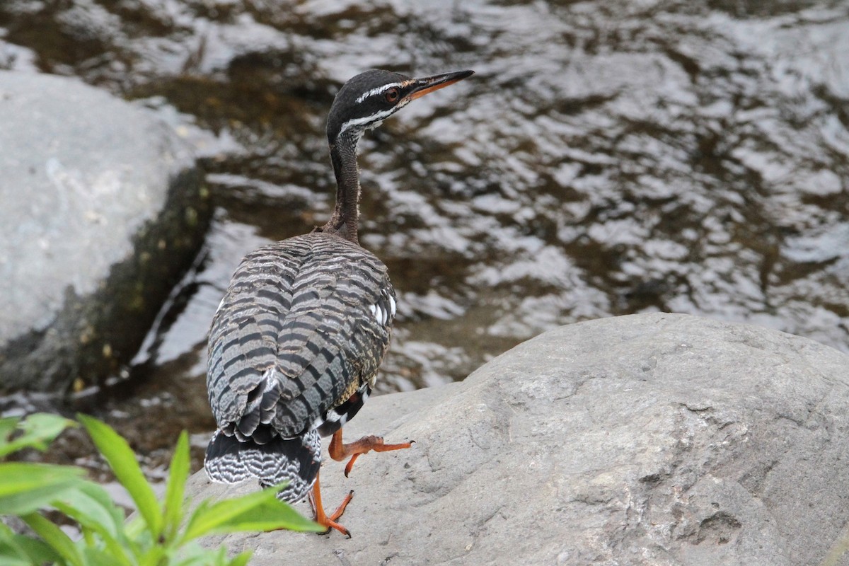 Sunbittern - ML214170951