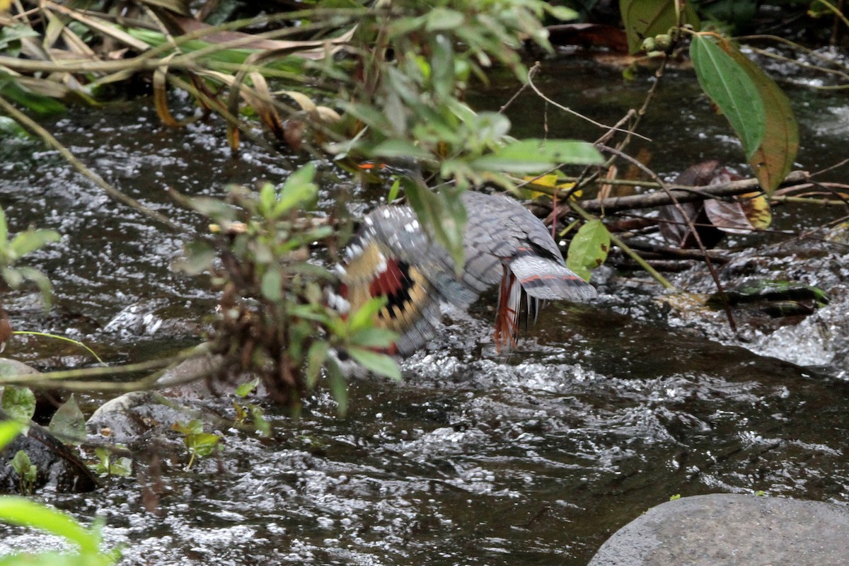 Sunbittern - ML214171091