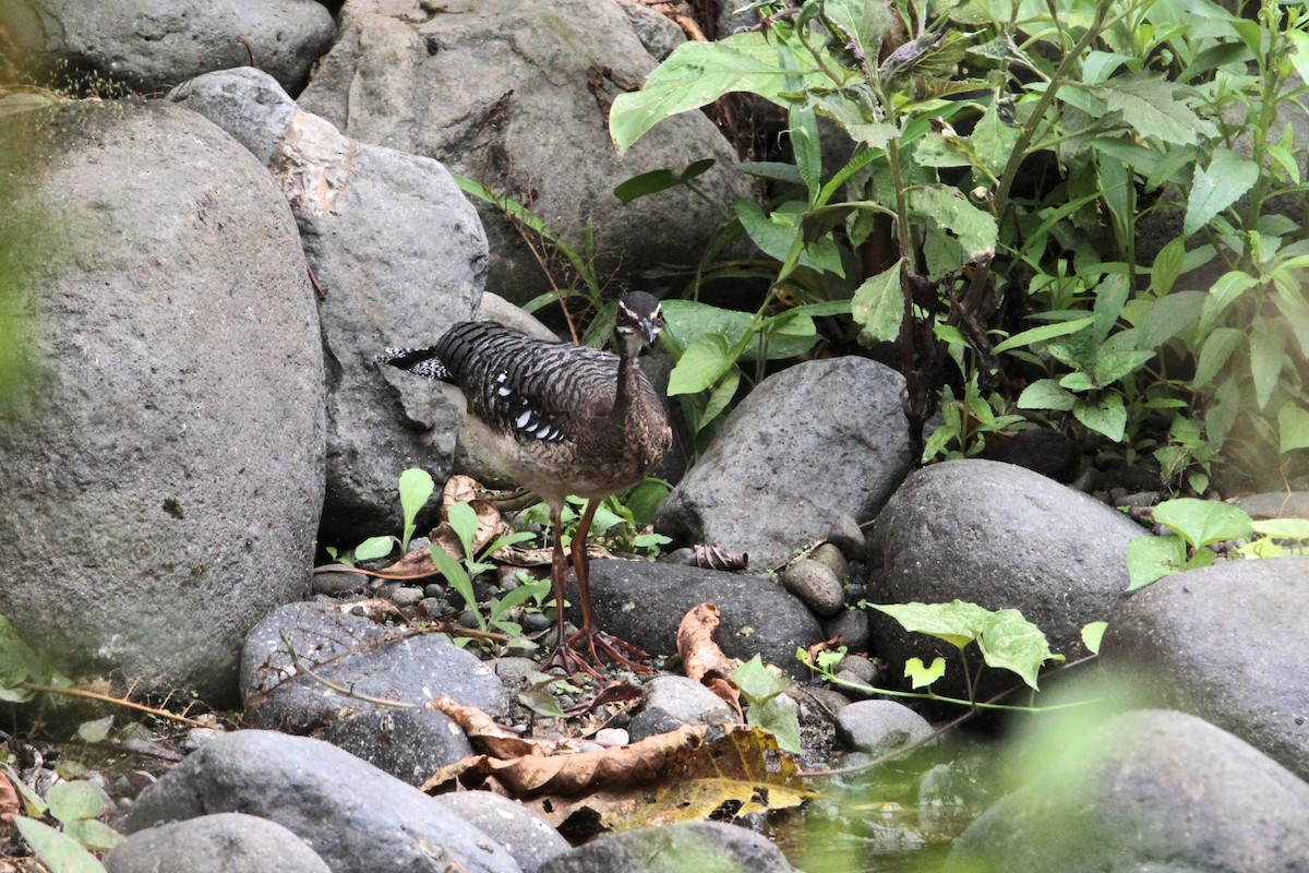 Sunbittern - ML214171421