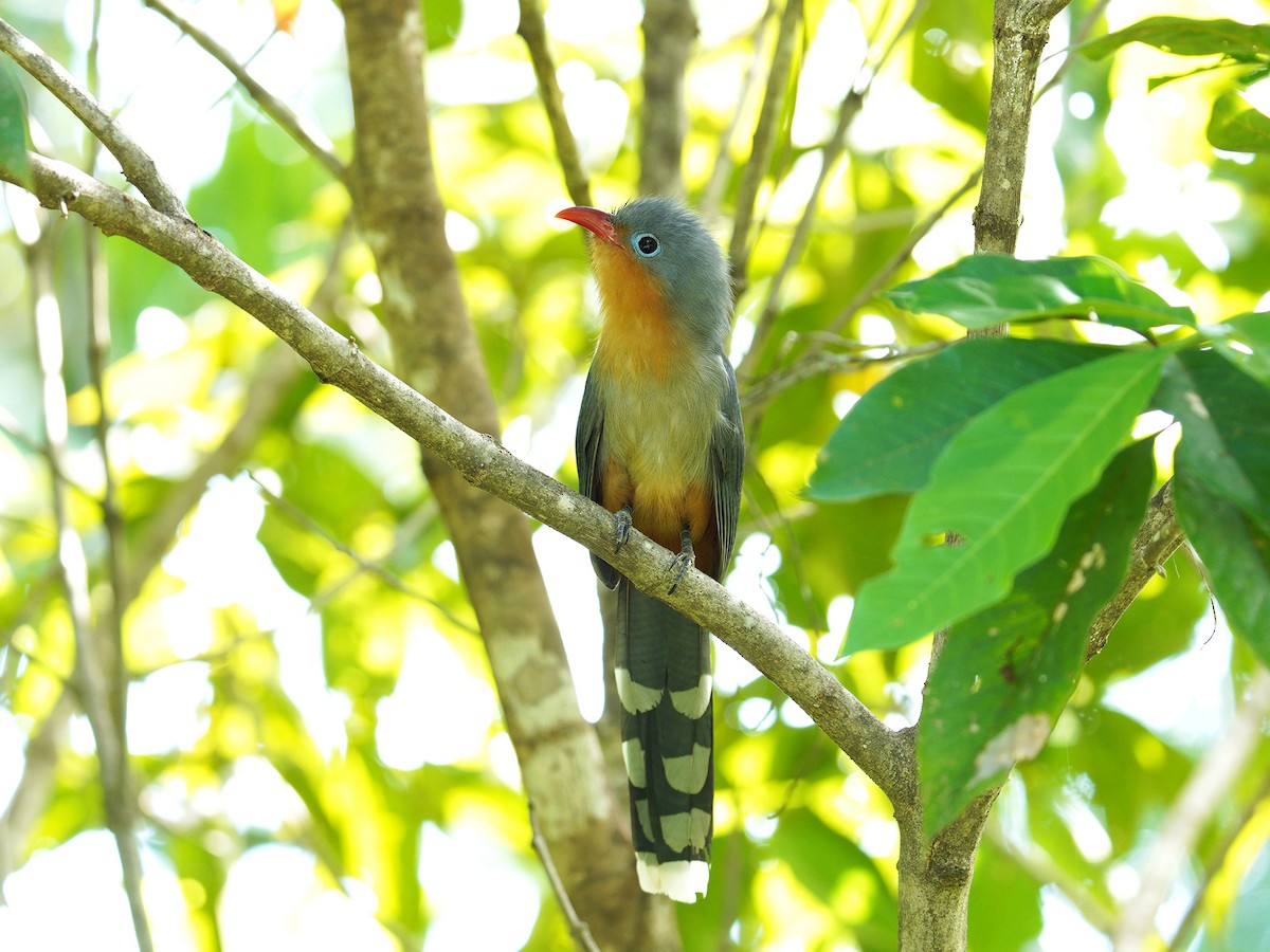 Red-billed Malkoha - ML214171871