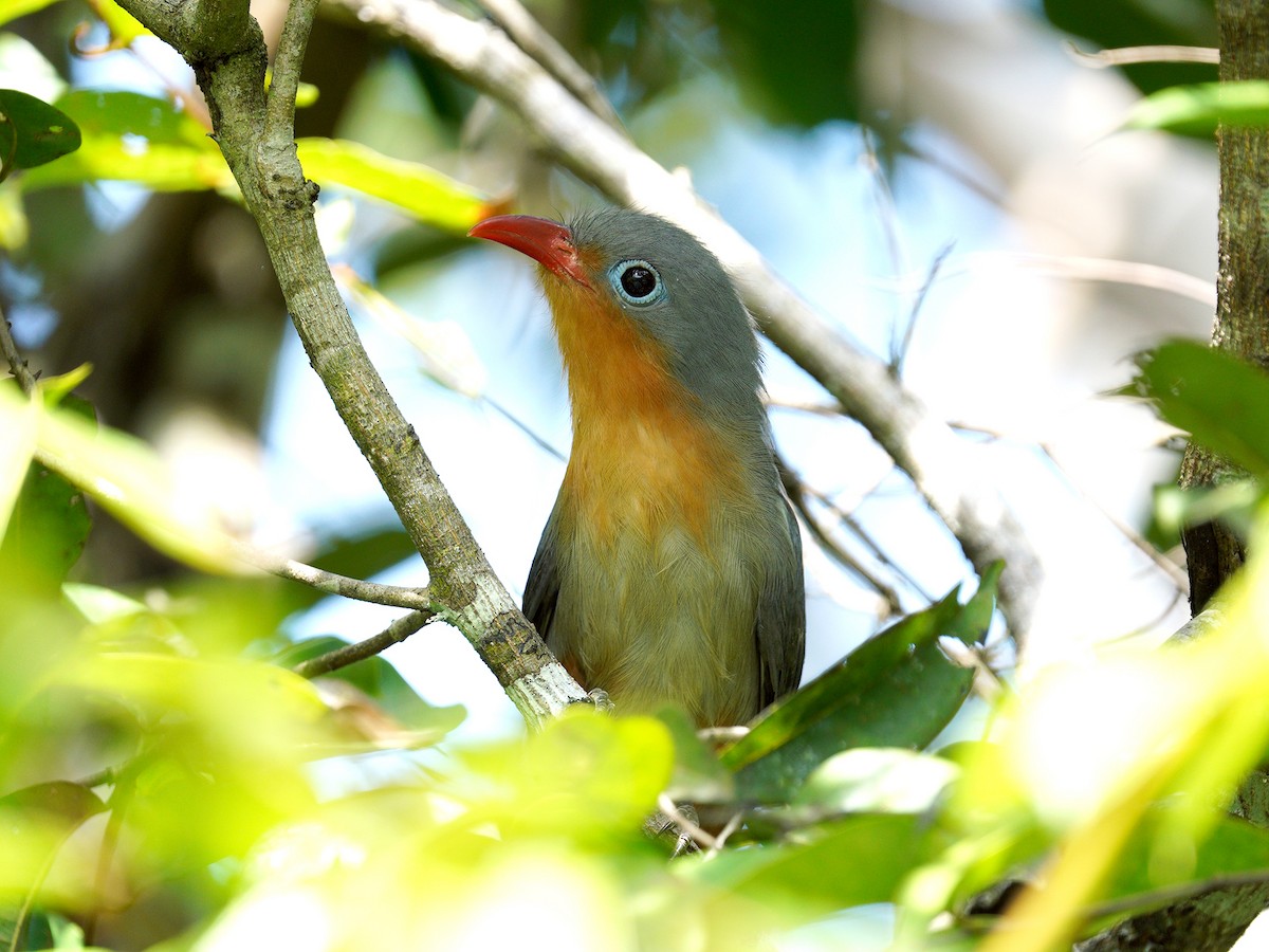 Red-billed Malkoha - ML214171881