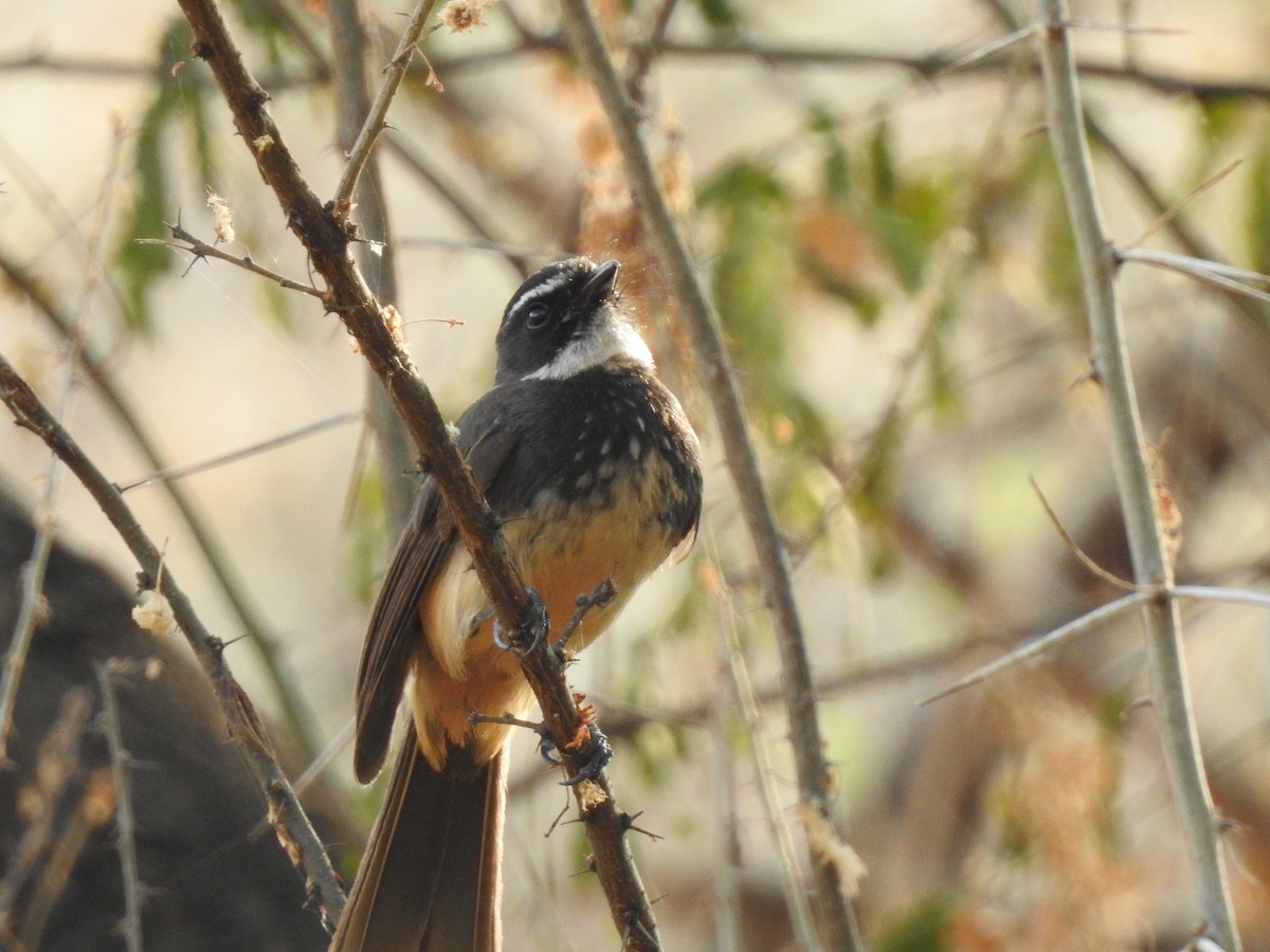 Spot-breasted Fantail - ML214171921
